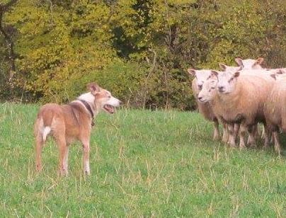 Welsh Sheepdog Wilden Ceri